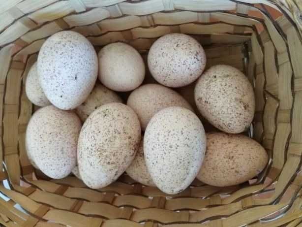 Яйцо инкубационное алтайский край купить. Инкубационное яйцо индейки Биг 6. Биг инкубационное яйцо. Инкубационное яйцо индюков Биг-6. Яйцо инкубационное индюшиное.
