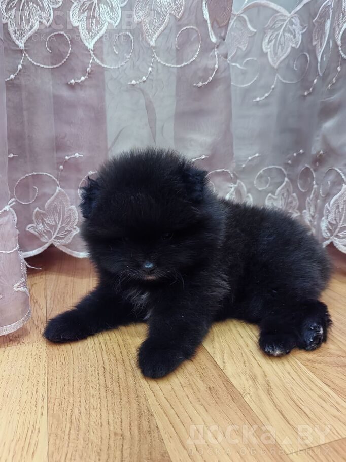 Померанский шпиц