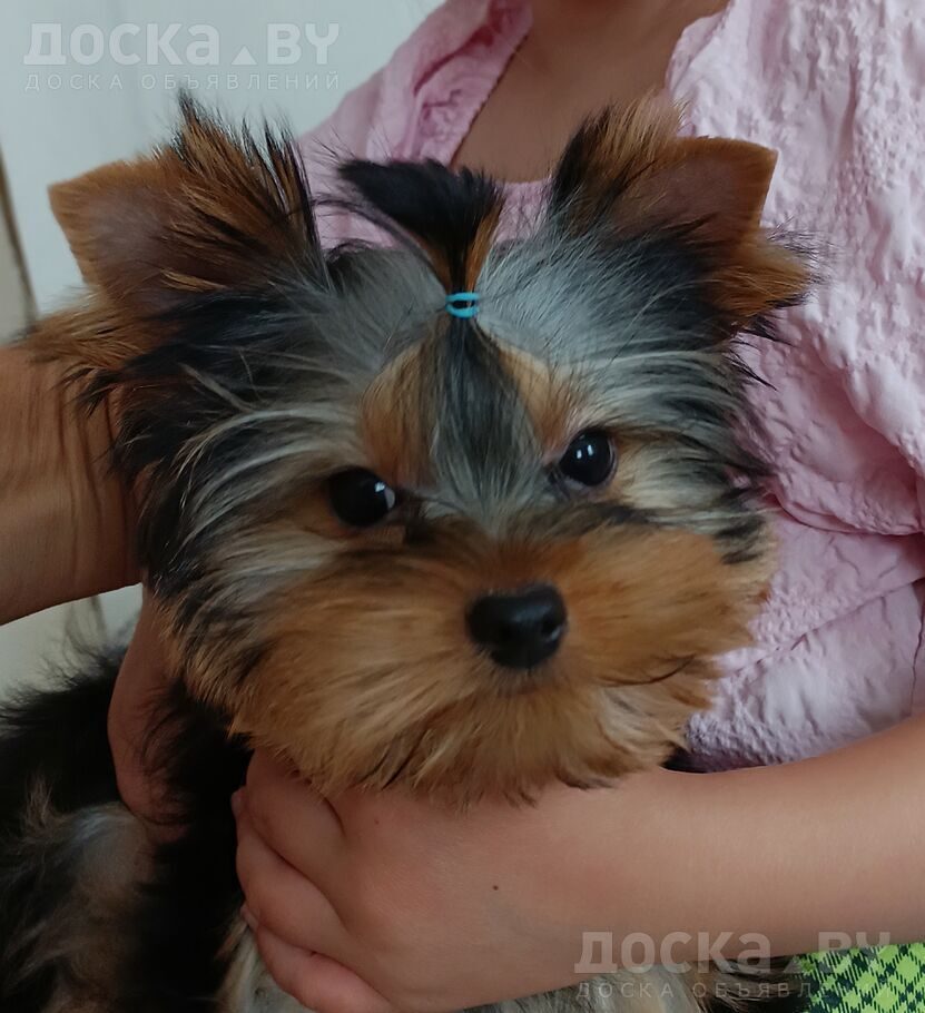 Йоркширский терьер