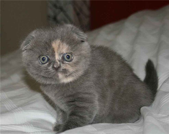 Вислоухая Черепаховая Кошка Фото