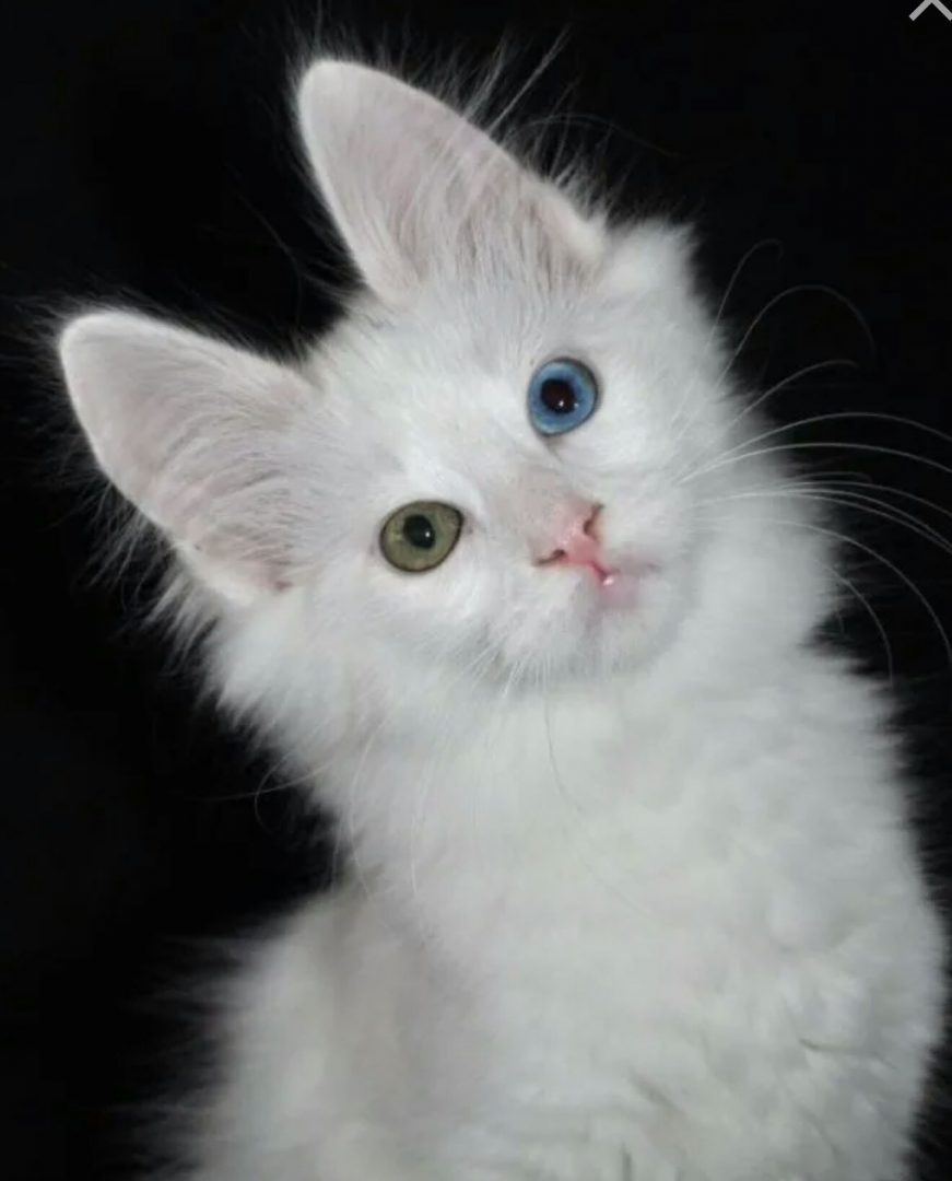 Белая ангорская кошка