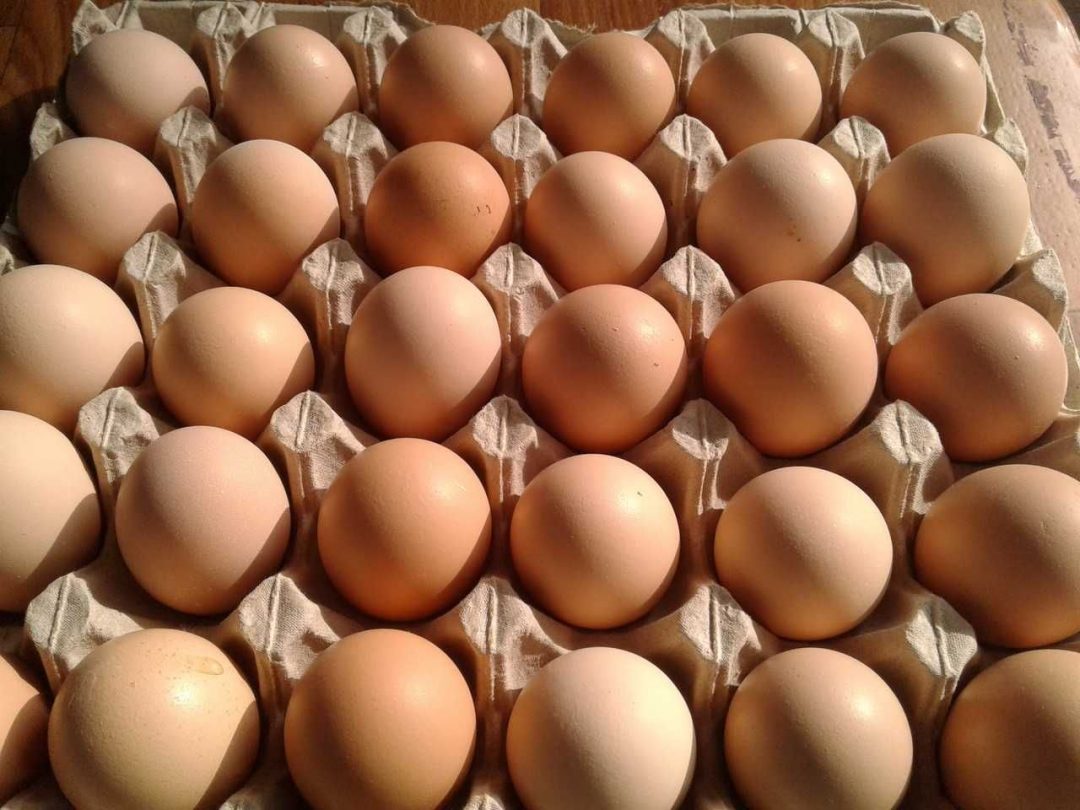 Яйцо инкубационное алтайский край купить. Кобб 700 инкубационное яйцо. Фокси Чик яйцо. Инкубационное яйцо Фокси Чик. Пром птица инкубационное яйцо.