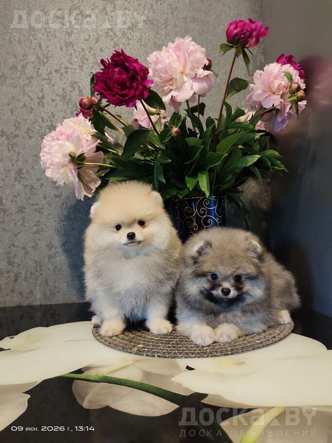 Померанский шпиц