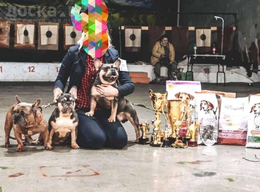 Французский бульдог