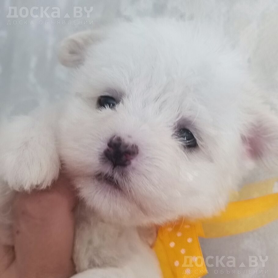 Мальтийская болонка