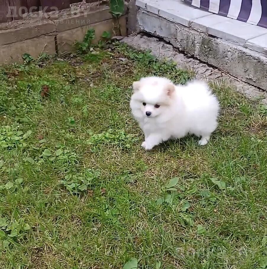 Померанский шпиц