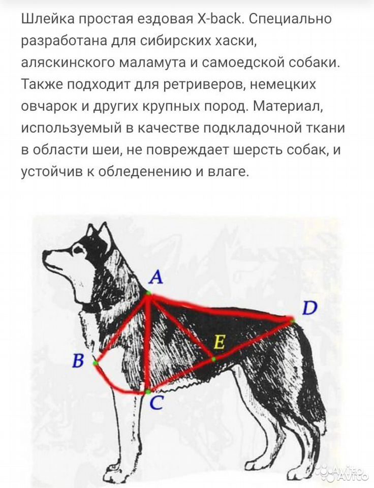 Схема шлейки для собак