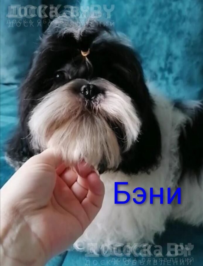 Ши-тцу