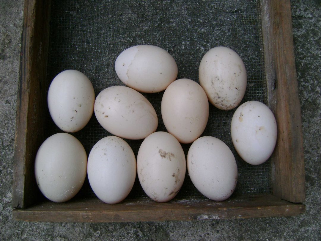 Инкубационное яйцо индоутки. Инкубационное яйцо индоуток. Купить инкубационное яйцо от производителя