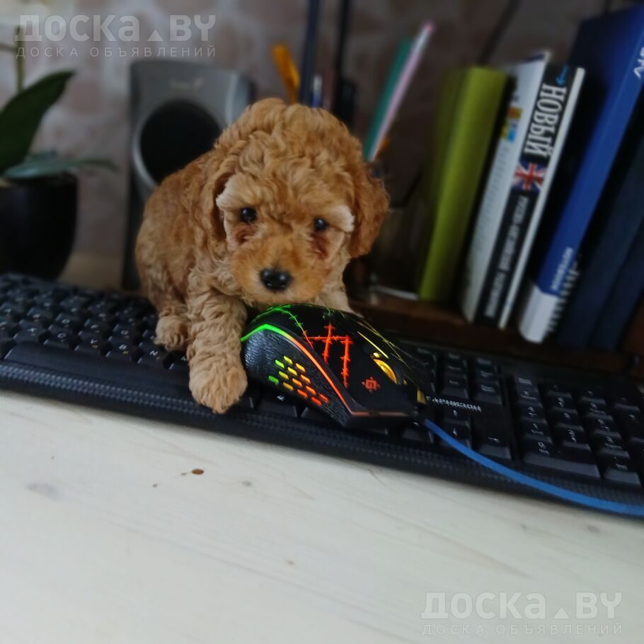 Той-пудель