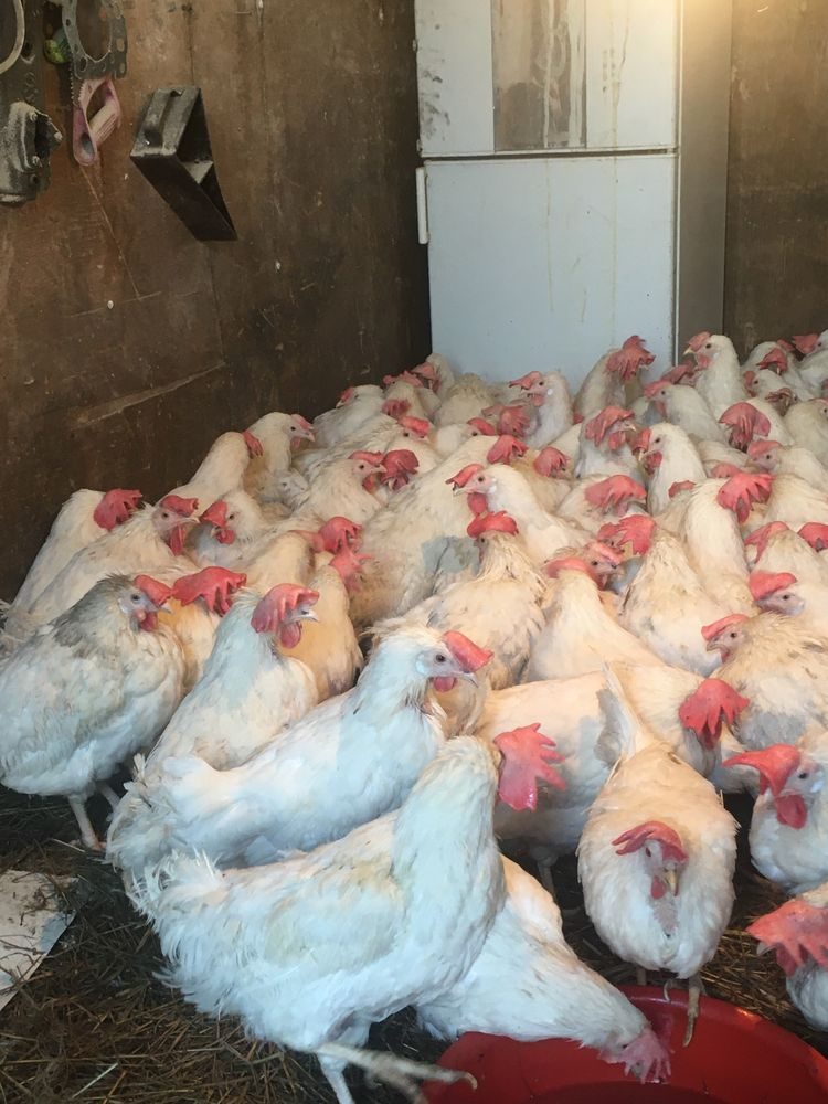 Купить куриц несушек в вологодской области