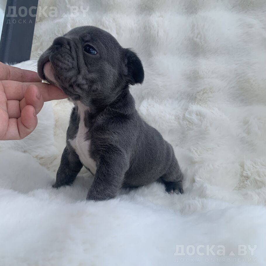 Французский бульдог