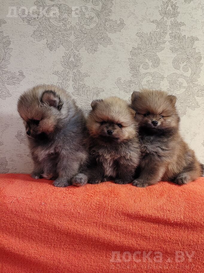 Померанский шпиц