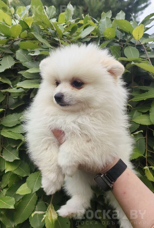 Померанский шпиц