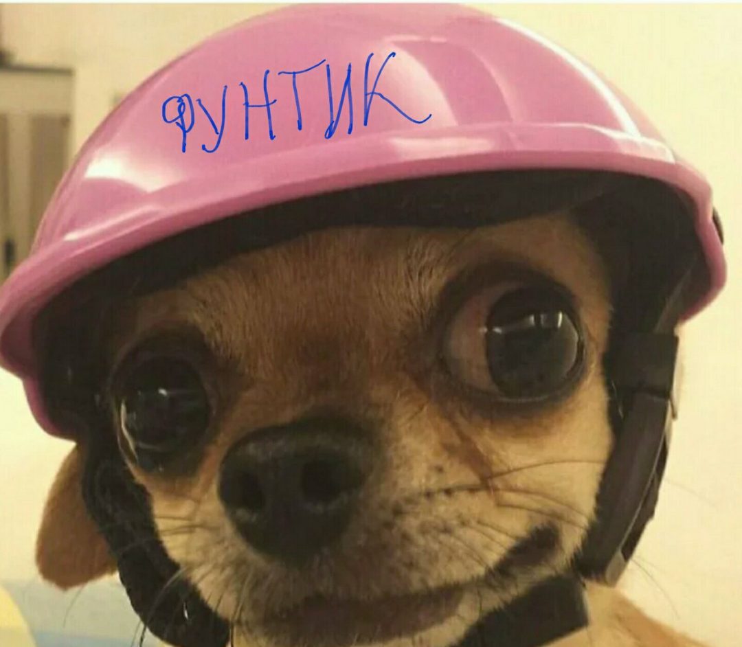 Собака в шлеме