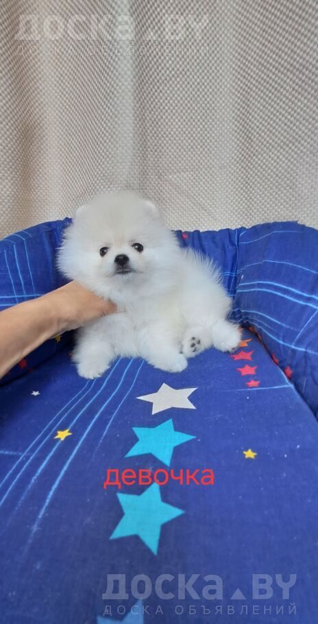 Померанский шпиц