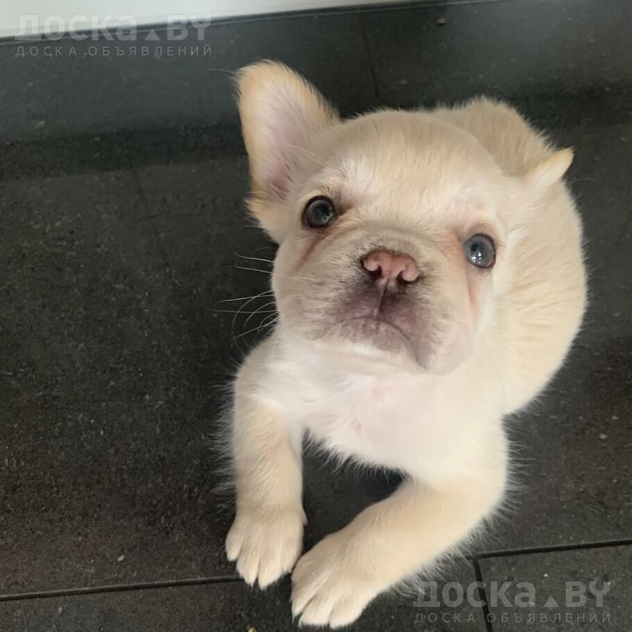 Французский бульдог