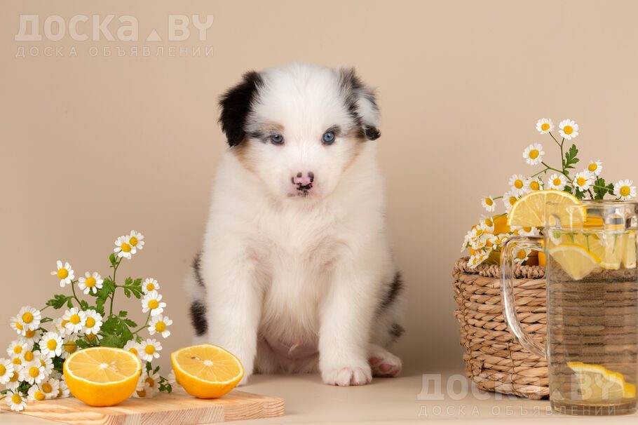 Австралийская овчарка