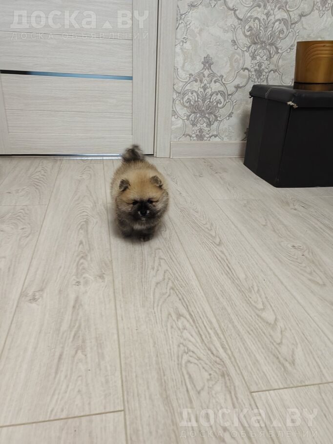 Померанский шпиц