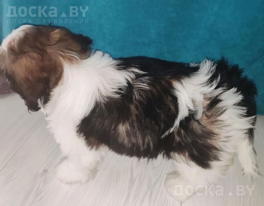 Ши-тцу
