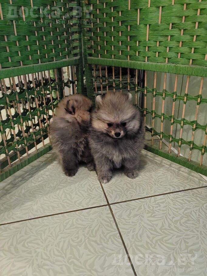 Померанский шпиц