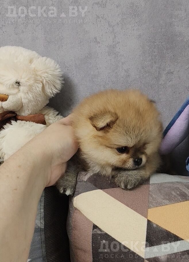 Померанский шпиц