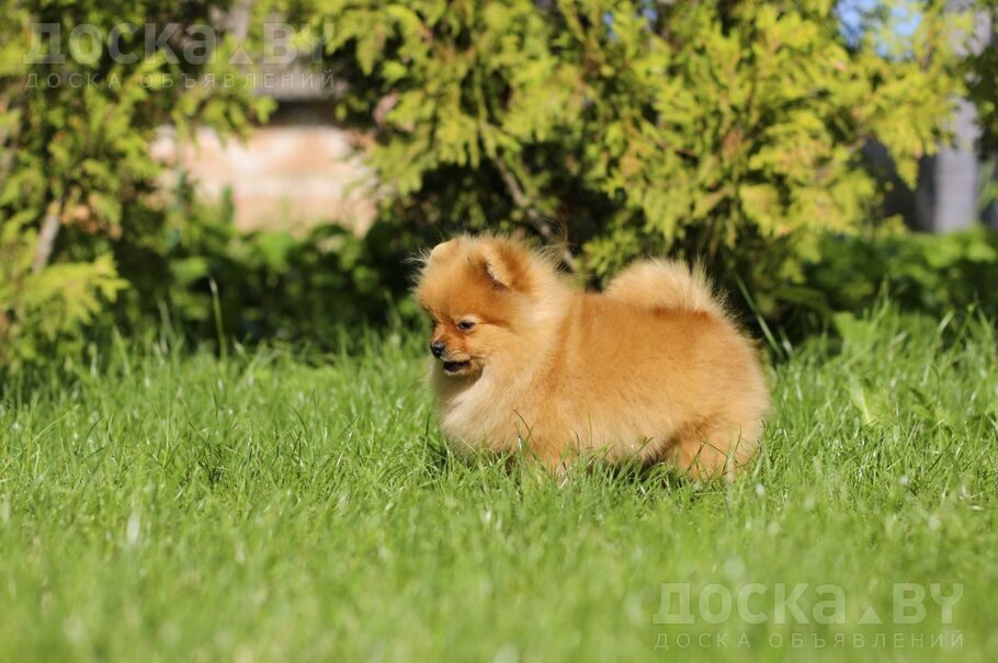 Померанский шпиц