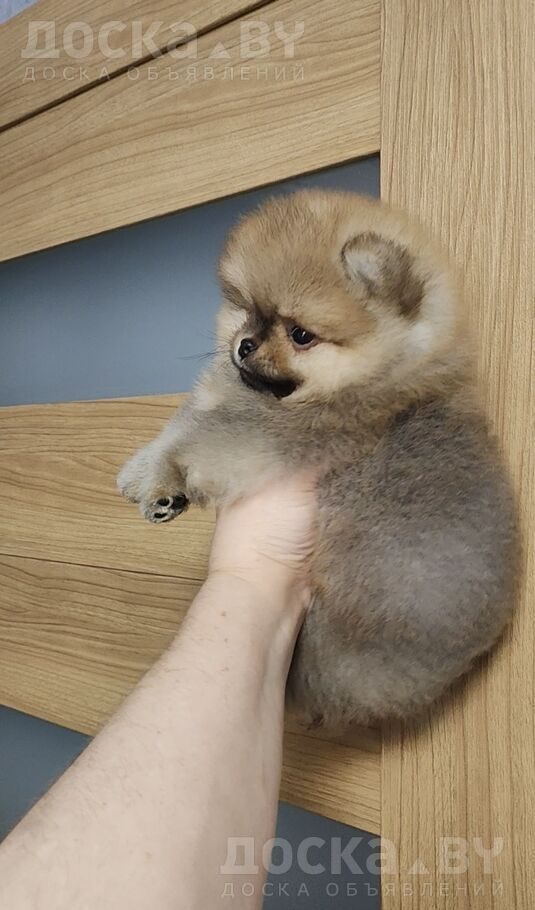 Померанский шпиц