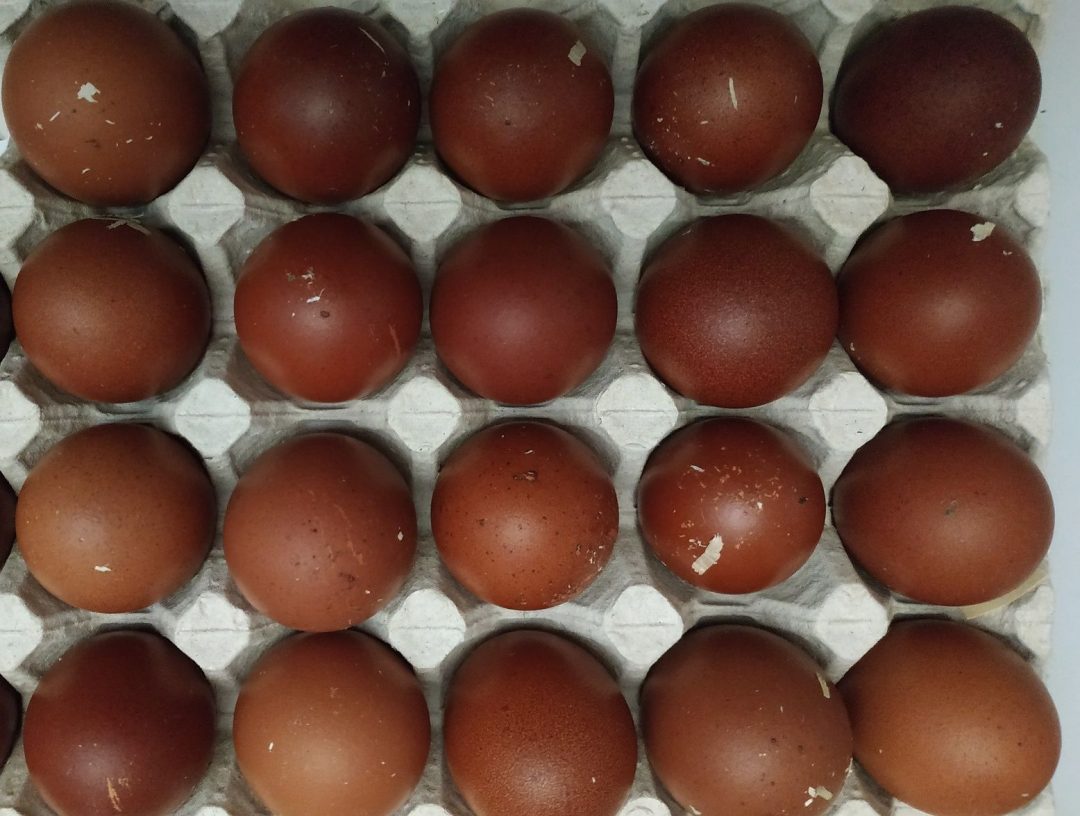 Инкубационное яйцо марана купить. Инкубационное яйцо Маран. Куры Маран черно медный яйца. Маран медный яйцо. Яйцо Марана инкубационное.