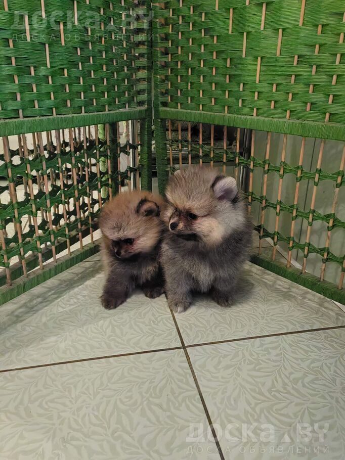 Померанский шпиц