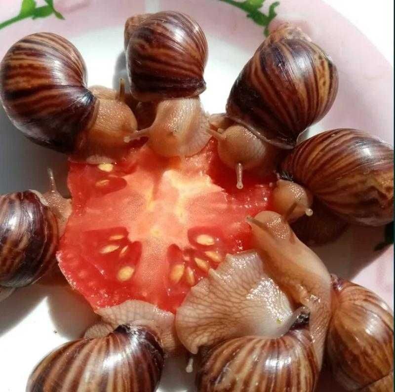 Большая Ахатина Фото