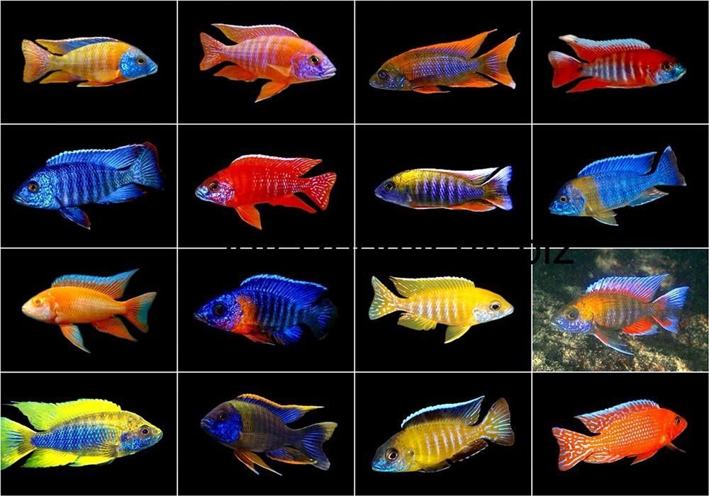Рыбки для аквариума фото с названиями цветные