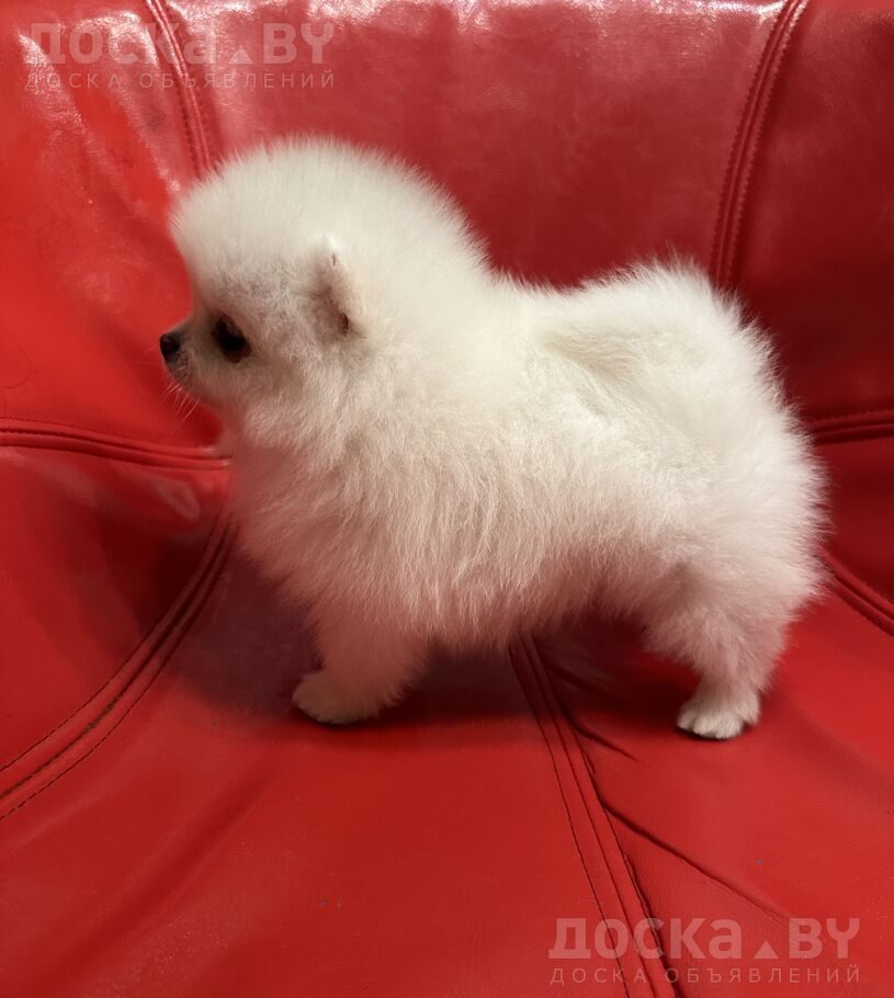 Померанский шпиц