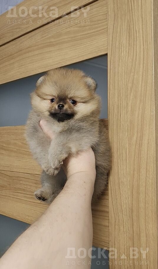 Померанский шпиц