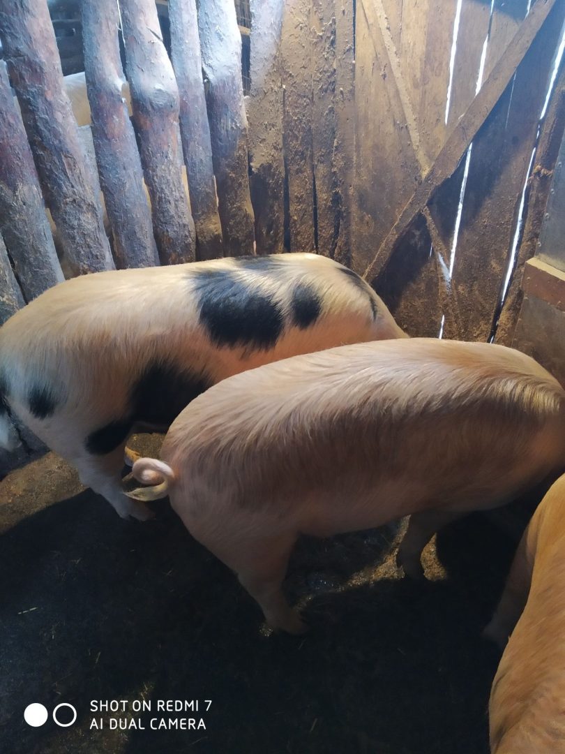Продам свиней Вес 100-110-123кг