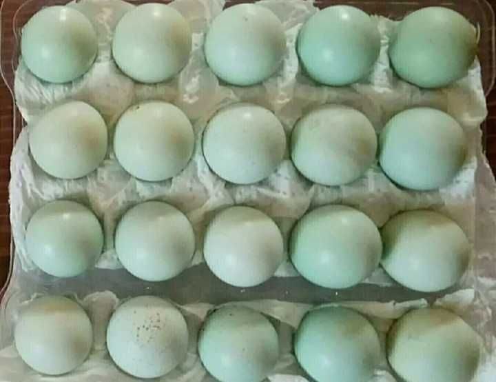 Купить мускусных яйца инкубационные яйца. Яйца селадона.