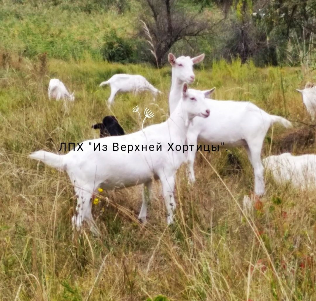 Купить Сельхоз Животных В Крыму