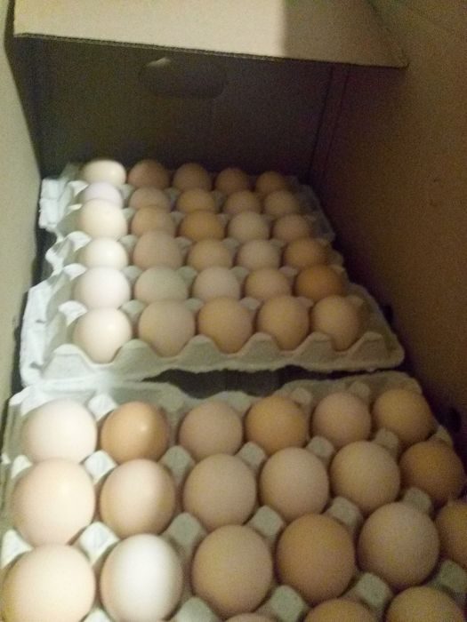 Яйцо инкубационное алтайский край купить. Инкубационное яйцо бройлера рос 308. Инкубационное яйцо индюшки. Инкубационное яйцо бройлера Кобб 500. Короба для инкубационного яйца.