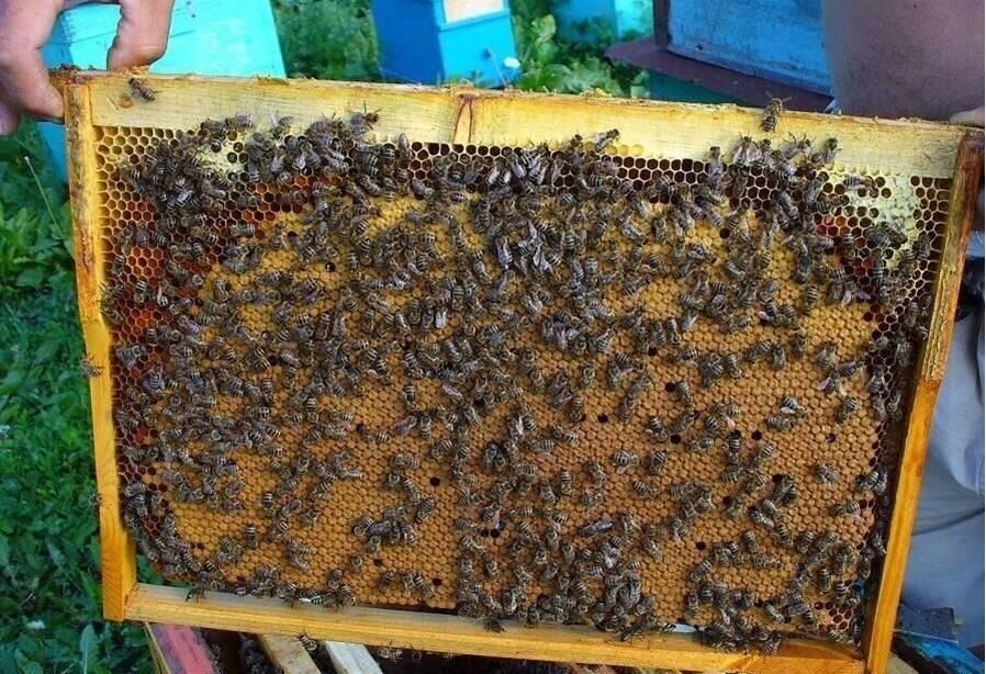 Пчелосемьями купить краснодарский. Пчелопакеты Карника. Пчелопакеты Карпатской породы. Краснодар пчел. Пчелы Ставропольский край.