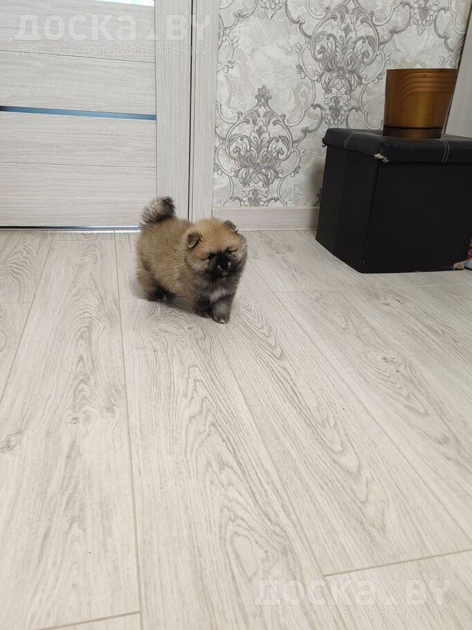 Померанский шпиц