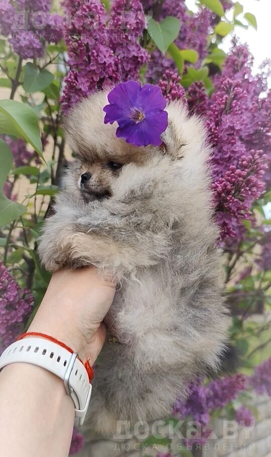 Померанский шпиц