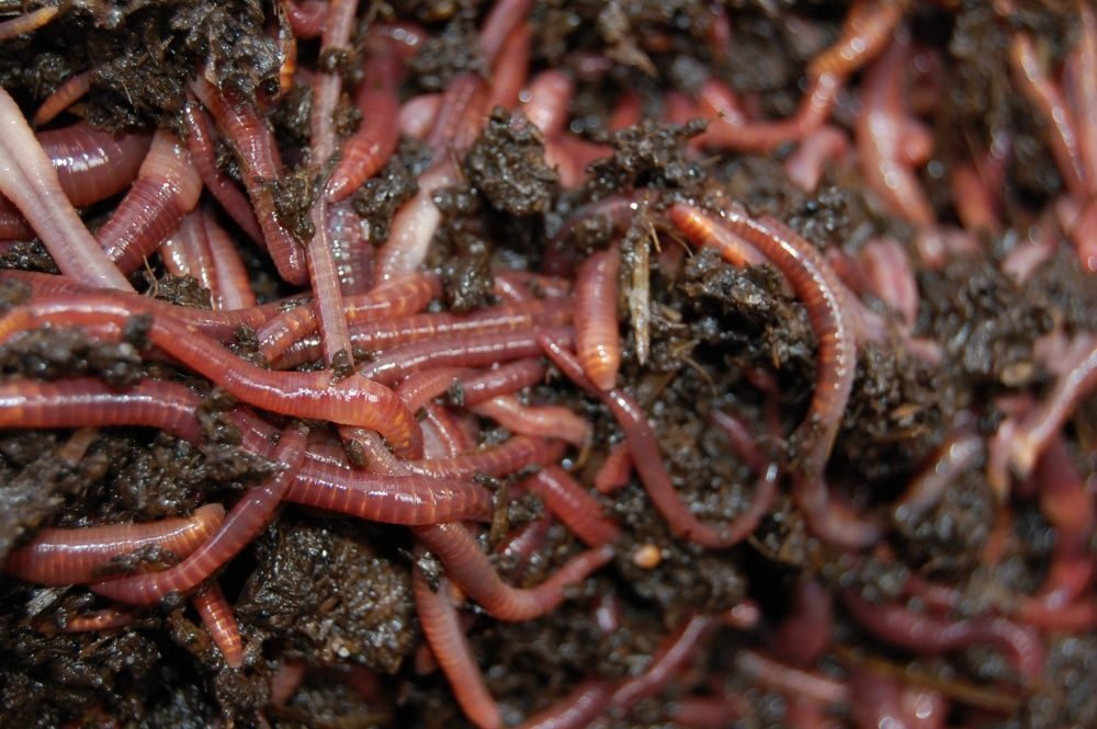 Много червей среди которых. Красный калифорнийский червь. Вермикомпост красный калифорнийский червяк. Биогумус калифорнийский червь. Красные калифорнийские черви биогумус.
