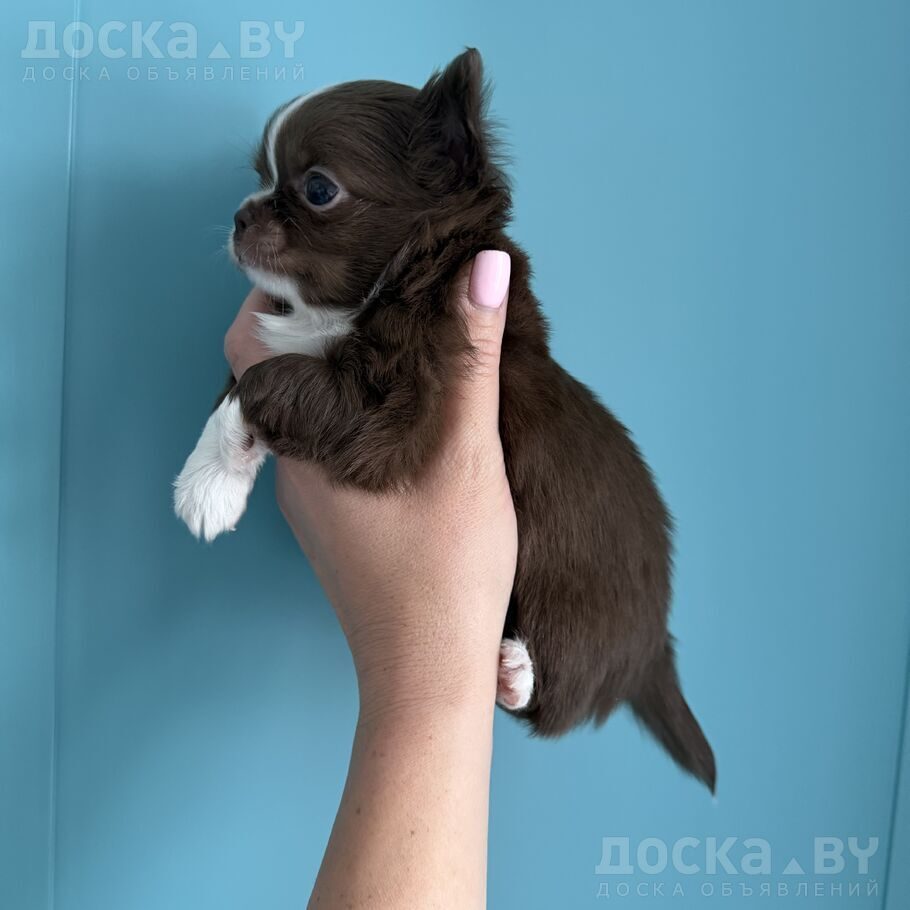Чихуа-хуа