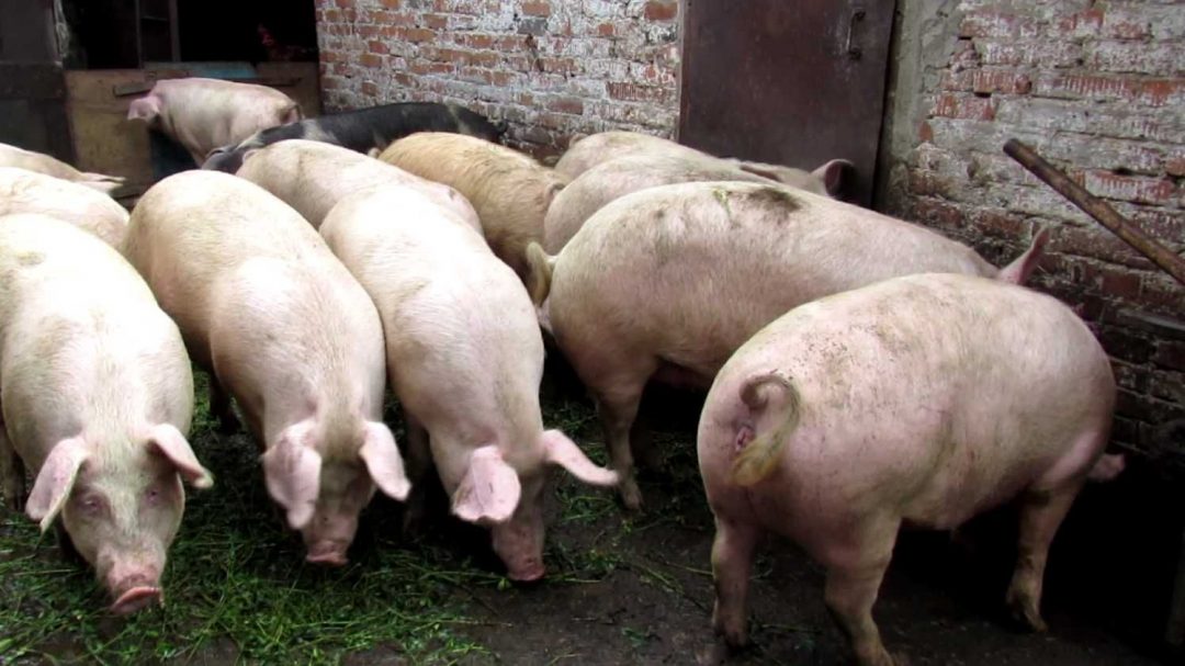 Купить свинину живым весом. Ландрасы поросята мясо. Ландрас (порода свиней). Финский ландрас овцы. Порода свиней ландрас вес.