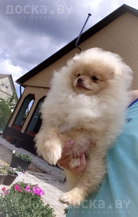 Померанский шпиц