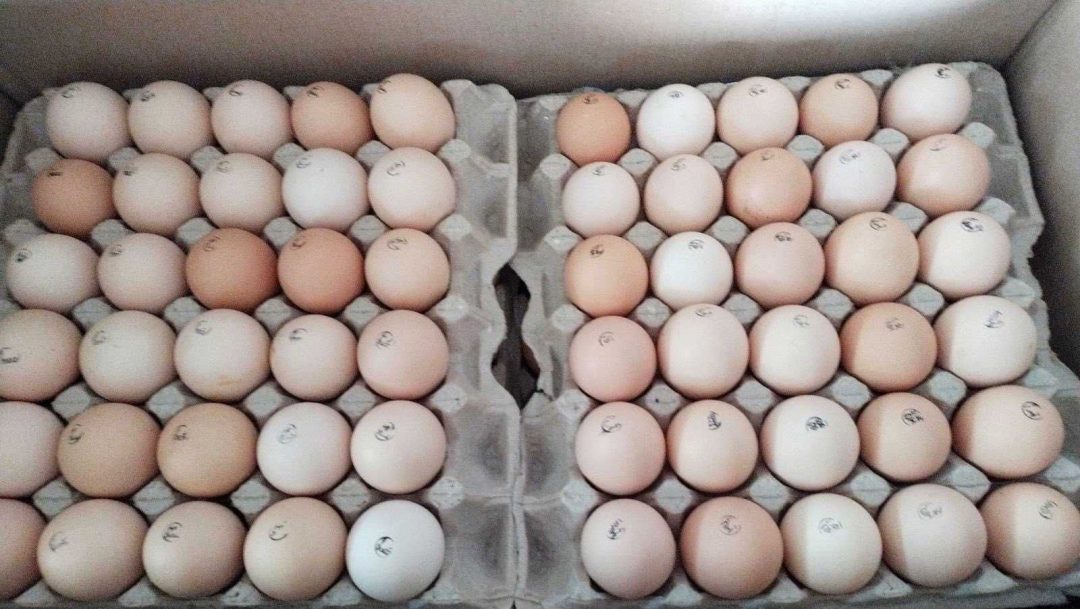 Купить инкубационное яйцо в свердловской области. Росс 708 бройлер яйцо. Инкубационное яйцо Росс 308. Инкубационное яйцо Адлерская серебристая. Яйца бройлеров для инкубатора.