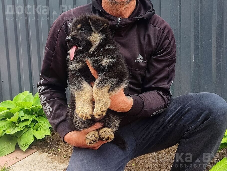 Немецкая овчарка
