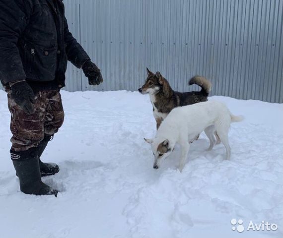 Купить Щенка Лайки В Нижегородской Области