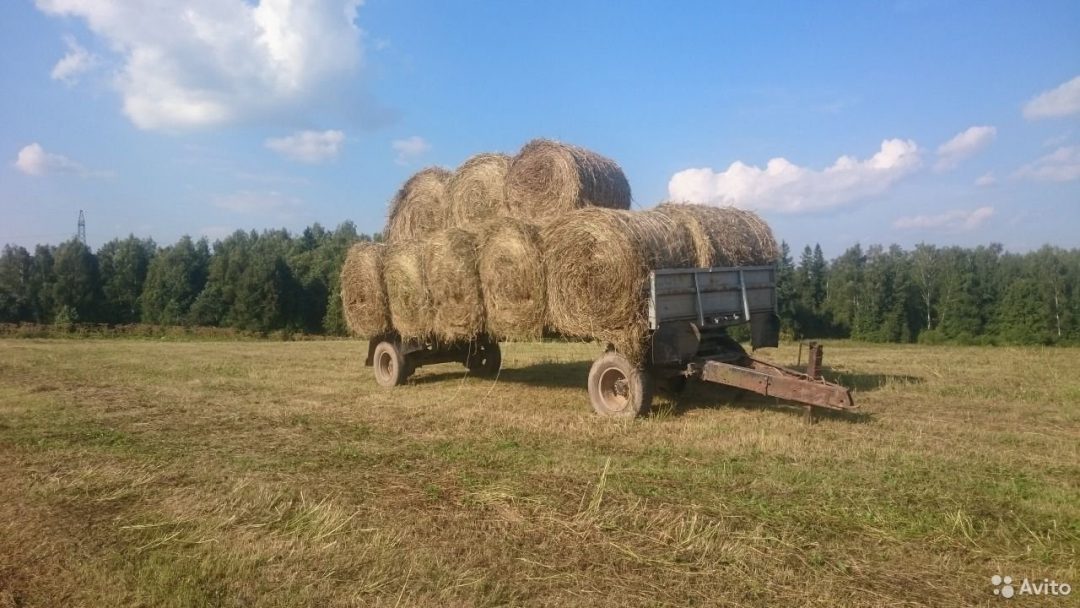 Авито сено. 2птс4 загруженный рулонным сеном весом 300-350кг. Сено авито Омская область. Авито сено Макушино. Авито сено в Тюмени.