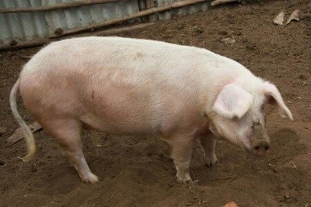 11 свиней. Масти свиней. Беркширская порода поросят. Йоркшир свинья. Сальная порода свиней Орловской области.
